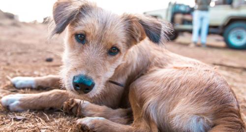 Scruffy - the Ekorian camp dog!