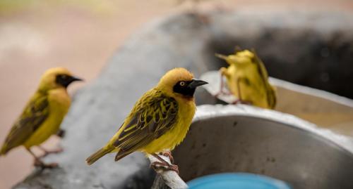 African golden oriole