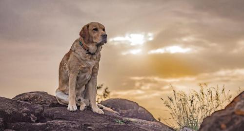 Mali, the beloved Ekorian mascot