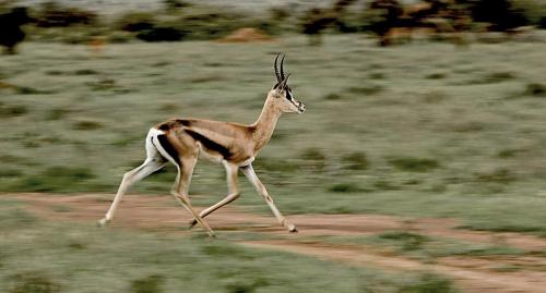 Grant's gazelle on the run