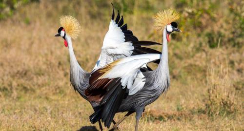 Grey crowned cranes