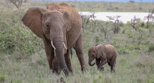 Elephant mother and calf