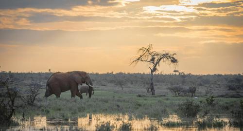 Elephants at sunrise