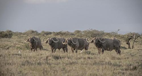 A group of Mugie's majestic buffalo