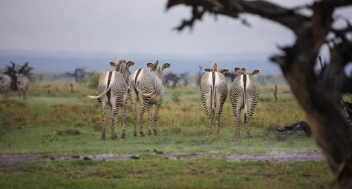 A herd of Berchell's zebras