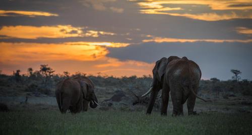 Elephants at sunrise