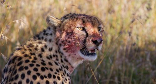 Zuri, the cheetah, mid-feast