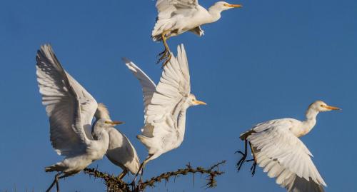 A flock of egrets takes flight