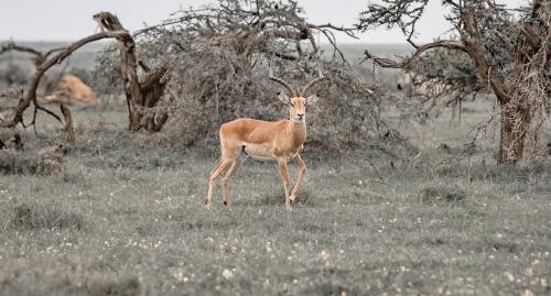 Male impala at a stand still