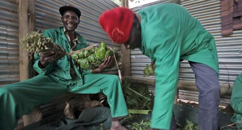 Mara plantation workers