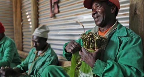 Khat plantation workers