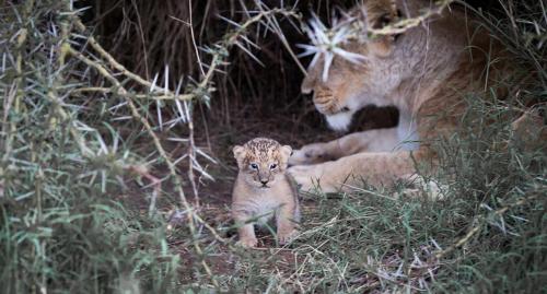 A newborn lion cub peeks out of his den