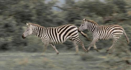 Burchell's zebra