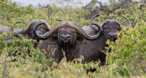 African Cape buffalo 