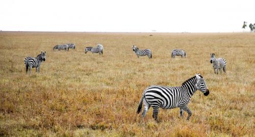 Herd of Berchell's zebra