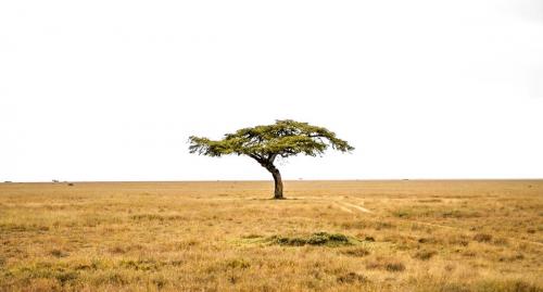 The 'sundowner tree', Mugie's iconic acacia 