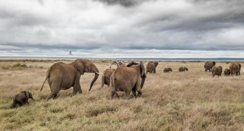 Herd of elephants retreating in the coming rains