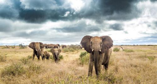 Elephants before the rains