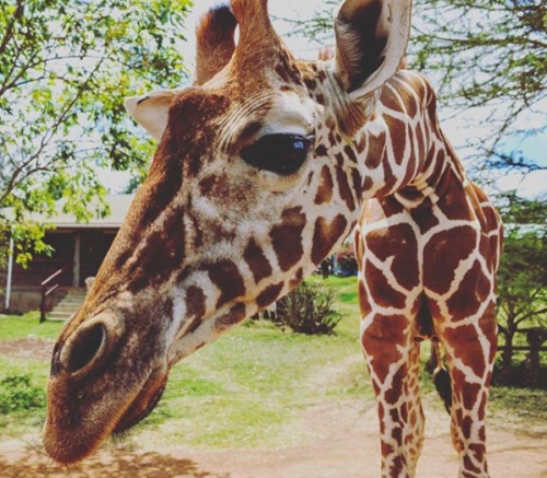 Tala, Mugie's resident giraffe at the Mugie head office