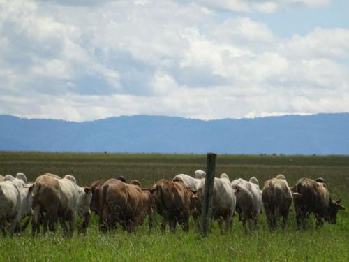 Mugie Trading Stock cattle 