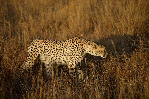 Amaka, one of the cheetah brothers