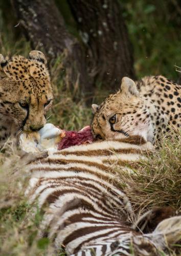 Zuri and Amaka share a zebra feast 