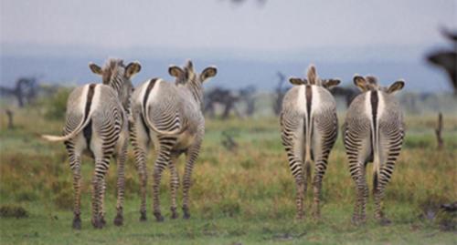 A small herd of Grevy's zebra 