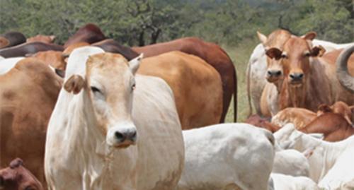 Mugie Trading Stock cattle